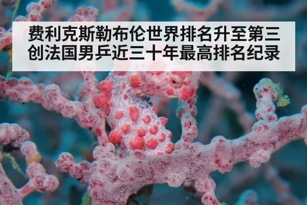费利克斯勒布伦世界排名升至第三创法国男乒近三十年最高排名纪录
